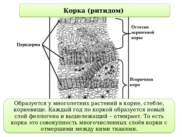 Корка (ритидом) Образуется у многолетних растений в корне, стебле, корневище. Каждый год по коркой образуется новый слой феллогена и вышележащий – отмирает. То есть корка это совокупность многочисленных слоёв корки с отмершими между ними тканями. 