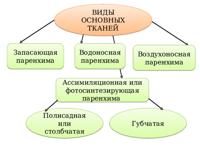 ВИДЫ ОСНОВНЫХ ТКАНЕЙ Запасающая паренхима Водоносная паренхима Воздухоносная паренхима Ассимиляционная или фотосинтезирующая паренхима Полисадная или столбчатая Губчатая 