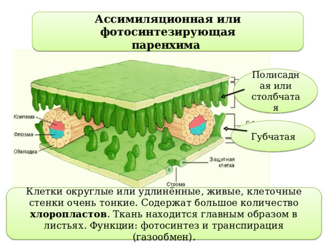 Ассимиляционная ткань фото