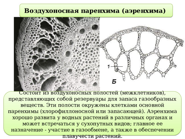 Воздухоносная паренхима (аэренхима) Состоит из воздухоносных полостей (межклетников), представляющих собой резервуары для запаса газообразных веществ. Эти полости окружены клетками основной паренхимы (хлорофиллоносной или запасающей). Аэренхима хорошо развита у водных растений в различных органах и может встречаться у сухопутных видов; главное ее назначение - участие в газообмене, а также в обеспечении плавучести растений. 