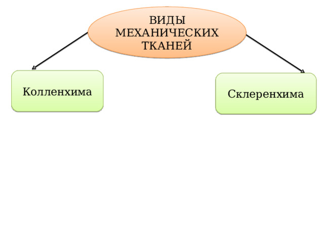 ВИДЫ МЕХАНИЧЕСКИХ ТКАНЕЙ Колленхима Склеренхима 