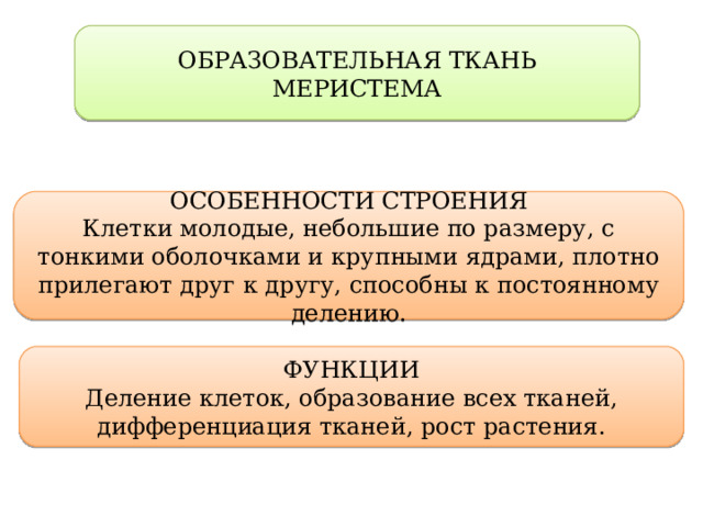 ОБРАЗОВАТЕЛЬНАЯ ТКАНЬ МЕРИСТЕМА ОСОБЕННОСТИ СТРОЕНИЯ Клетки молодые, небольшие по размеру, с тонкими оболочками и крупными ядрами, плотно прилегают друг к другу, способны к постоянному делению. ФУНКЦИИ Деление клеток, образование всех тканей, дифференциация тканей, рост растения. 