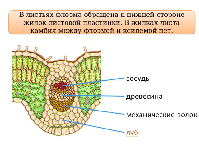 В листьях флоэма обращена к нижней стороне жилок листовой пластинки. В жилках листа камбия между флоэмой и ксилемой нет. 