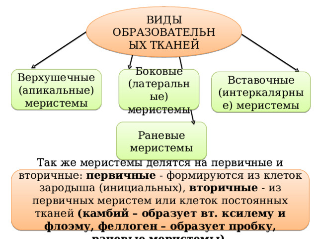 ВИДЫ ОБРАЗОВАТЕЛЬНЫХ ТКАНЕЙ Верхушечные (апикальные) меристемы Боковые (латеральные) меристемы Вставочные (интеркалярные) меристемы Раневые меристемы Так же меристемы делятся на первичные и вторичные: первичные - формируются из клеток зародыша (инициальных), вторичные - из первичных меристем или клеток постоянных тканей (камбий – образует вт. ксилему и флоэму, феллоген – образует пробку, раневые меристемы).  