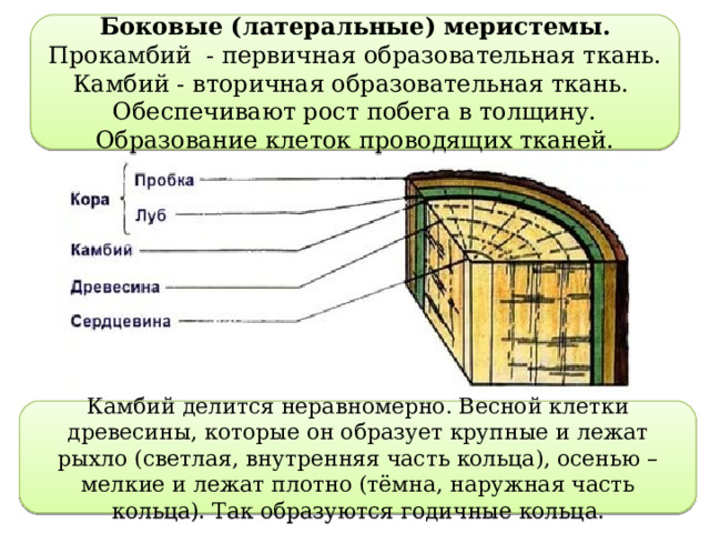   Боковые (латеральные) меристемы. Прокамбий - первичная образовательная ткань. Камбий - вторичная образовательная ткань. Обеспечивают рост побега в толщину. Образование клеток проводящих тканей. Камбий делится неравномерно. Весной клетки древесины, которые он образует крупные и лежат рыхло (светлая, внутренняя часть кольца), осенью – мелкие и лежат плотно (тёмна, наружная часть кольца). Так образуются годичные кольца. 