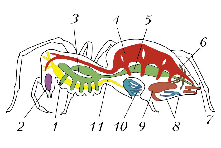 Рассмотрите рисунок раскрасьте цветными карандашами системы внутренних органов паука подпишите их