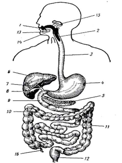 Система органов пищеварения схема