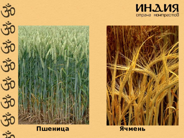 Пшеница Ячмень  
