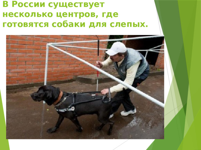 В России существует несколько центров, где готовятся собаки для слепых. 