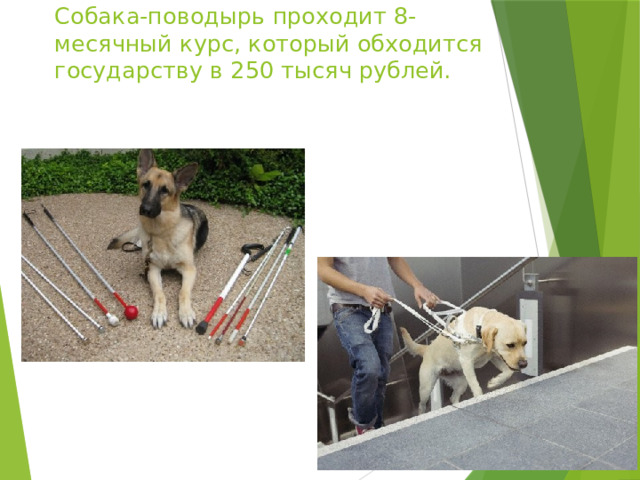 Собака-поводырь проходит 8-месячный курс, который обходится государству в 250 тысяч рублей. 