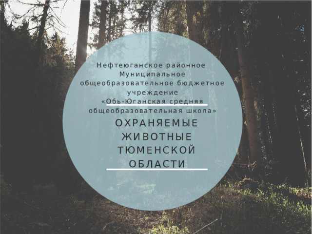 Нефтеюганское районное Муниципальное общеобразовательное бюджетное учреждение «Обь-Юганская средняя общеобразовательная школа» ОХРАНЯЕМЫЕ ЖИВОТНЫЕ ТЮМЕНСКОЙ ОБЛАСТИ 