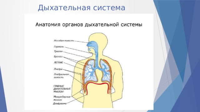 Дыхательная система   