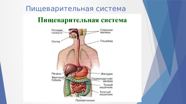 Пищеварительная система   