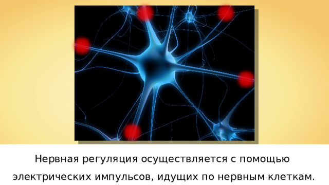 Нервная регуляция осуществляется с помощью электрических импульсов, идущих по нервным клеткам. 