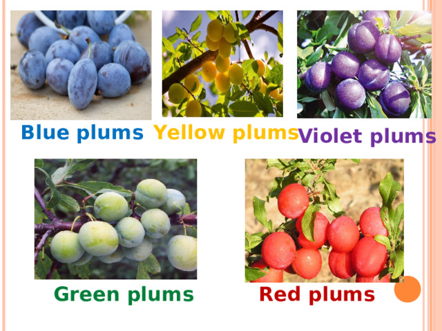 Blue plums Yellow plums Violet plums Red plums Green plums 