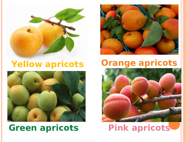 Orange apricots Yellow apricots Green apricots Pink apricots 