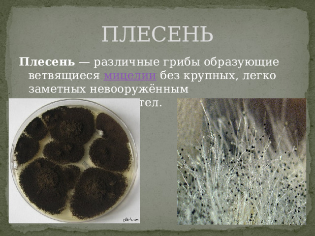 ПЛЕСЕНЬ Плесень  — различные грибы образующие ветвящиеся  мицелии  без крупных, легко заметных невооружённым глазом, плодовых тел. 