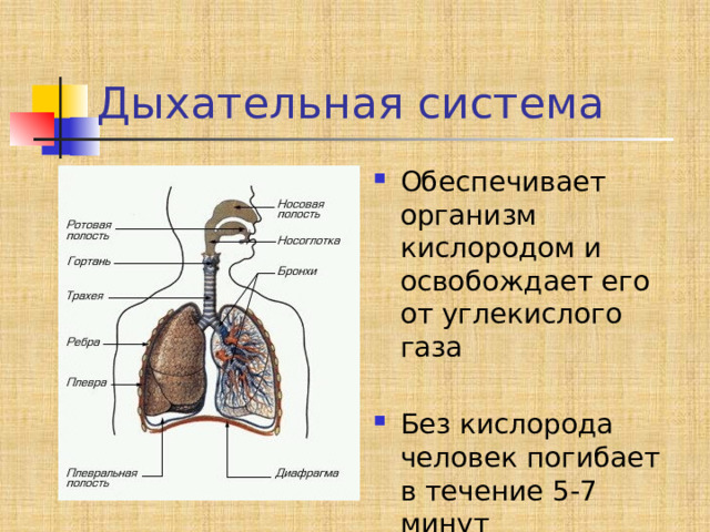 Дыхательная система Обеспечивает организм кислородом и освобождает его от углекислого газа Без кислорода человек погибает в течение 5-7 минут 