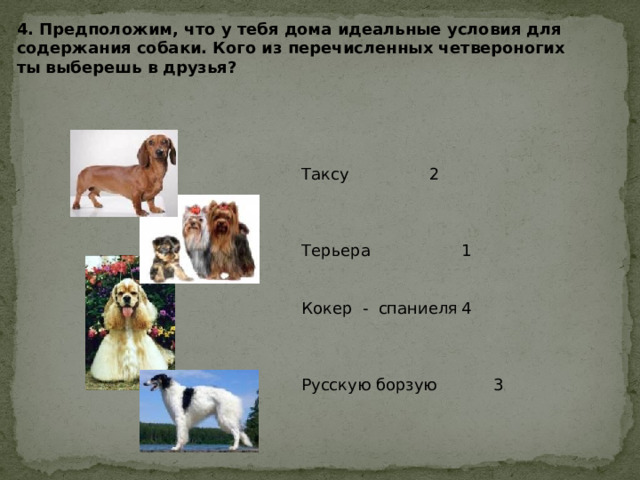 4. Предположим, что у тебя дома идеальные условия для содержания собаки. Кого из перечисленных четвероногих ты выберешь в друзья? Таксу    2 Терьера    1 Кокер - спаниеля  4 Русскую борзую   3    