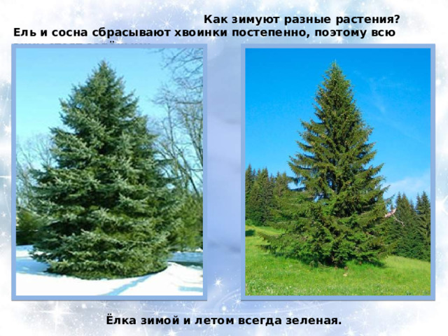  Как зимуют разные растения? Ель и сосна сбрасывают хвоинки постепенно, поэтому всю зиму стоят зелёными. Ёлка зимой и летом всегда зеленая. 
