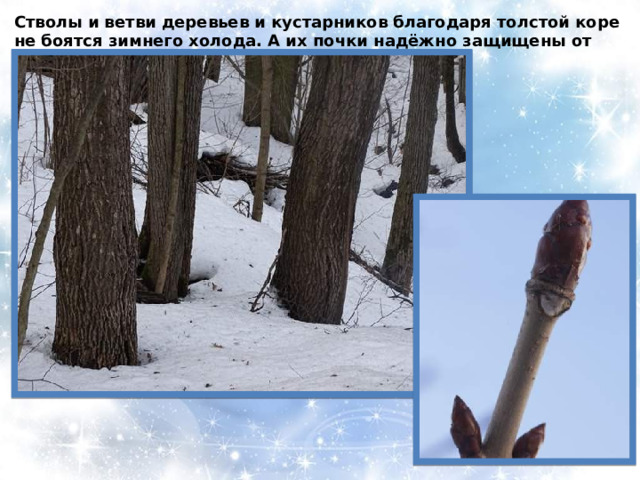Стволы и ветви деревьев и кустарников благодаря толстой коре не боятся зимнего холода. А их почки надёжно защищены от морозов плотными кожистыми чешуями . 