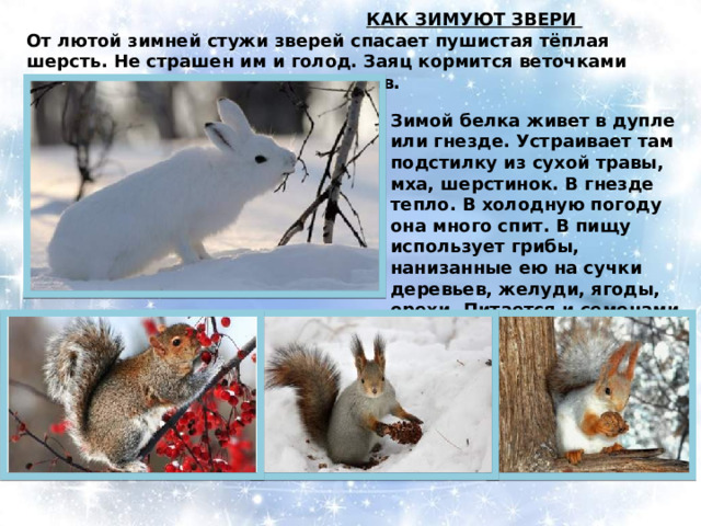  КАК ЗИМУЮТ ЗВЕРИ  От лютой зимней стужи зверей спасает пушистая тёплая шерсть. Не страшен им и голод. Заяц кормится веточками деревьев, гложет кору с их стволов. Зимой белка живет в дупле или гнезде. Устраивает там подстилку из сухой травы, мха, шерстинок. В гнезде тепло. В холодную погоду она много спит. В пищу использует грибы, нанизанные ею на сучки деревьев, желуди, ягоды, орехи. Питается и семенами еловых шишек. 