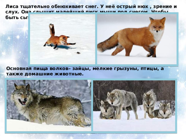 Лиса тщательно обнюхивает снег. У неё острый нюх , зрение и слух. Она слышит малейший писк мыши под снегом. Чтобы быть сытой, она должна съесть за день до 20 мышей. Основная пища волков– зайцы, мелкие грызуны, птицы, а также домашние животные. 