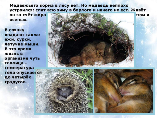 Медвежьего корма в лесу нет. Но медведь неплохо устроился: спит всю зиму в берлоге и ничего не ест. Живёт он за счёт жира, который накопил в своём теле ещё летом и осенью. В спячку впадают также ежи, сурки, летучие мыши. В это время жизнь в организме чуть теплица – температура тела опускается до четырёх градусов. 