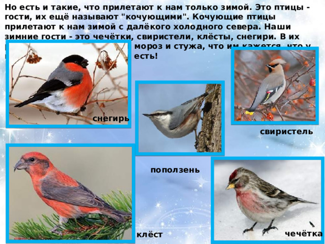 Но есть и такие, что прилетают к нам только зимой. Это птицы - гости, их ещё называют 