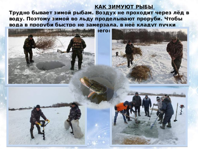  КАК ЗИМУЮТ РЫБЫ Трудно бывает зимой рыбам. Воздух не проходит через лёд в воду. Поэтому зимой во льду проделывают проруби. Чтобы вода в проруби быстро не замерзала, в неё кладут пучки соломы и сверху присыпают снегом. 
