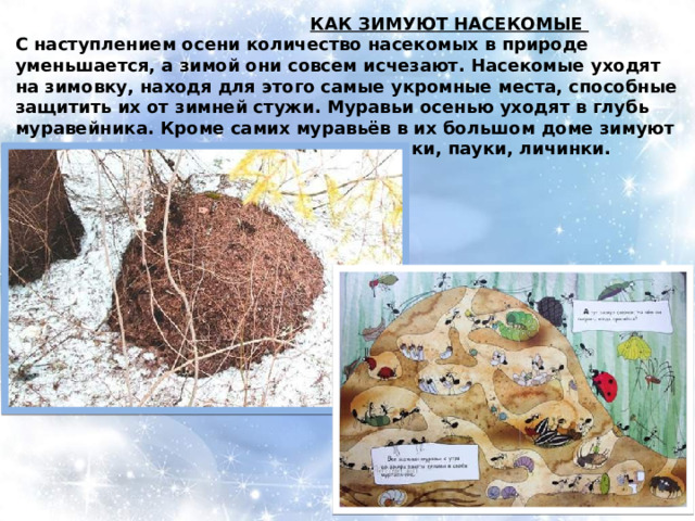  КАК ЗИМУЮТ НАСЕКОМЫЕ С наступлением осени количество насекомых в природе уменьшается, а зимой они совсем исчезают. Насекомые уходят на зимовку, находя для этого самые укромные места, способные защитить их от зимней стужи. Муравьи осенью уходят в глубь муравейника. Кроме самих муравьёв в их большом доме зимуют и другие квартиранты: различные жучки, пауки, личинки.  