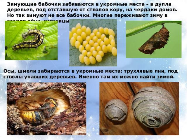 Зимующие бабочки забиваются в укромные места – в дупла деревьев, под отставшую от стволов кору, на чердаки домов. Но так зимуют не все бабочки. Многие переживают зиму в стадии яйца, гусеницы или куколки Осы, шмели забираются в укромные места: трухлявые пни, под стволы упавших деревьев. Именно там их можно найти зимой. 