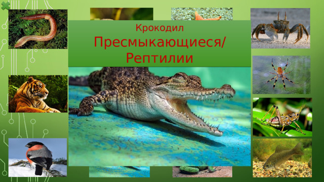 Крокодил Пресмыкающиеся/Рептилии 