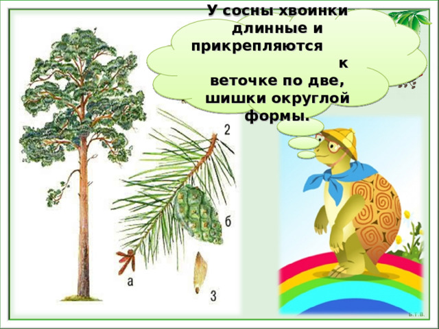 Что такое хвоинки презентация
