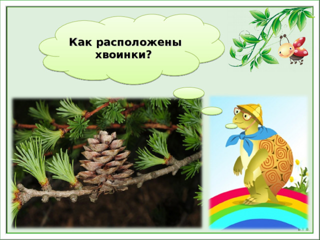 Что такое хвоинки презентация