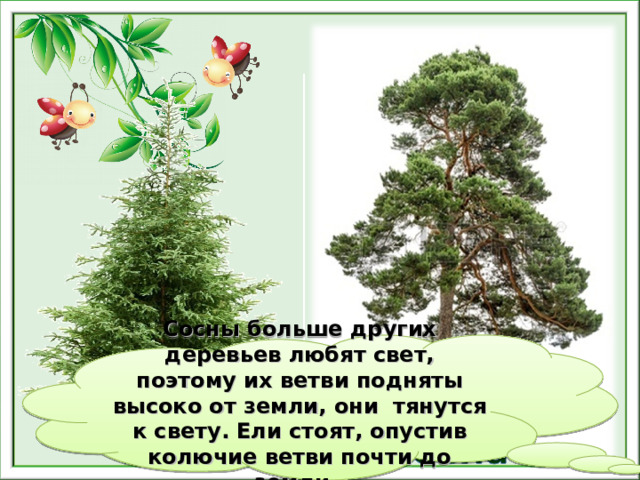 Презентация на тему мое любимое дерево