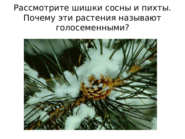 Рассмотрите шишки сосны и пихты. Почему эти растения называют голосеменными? 