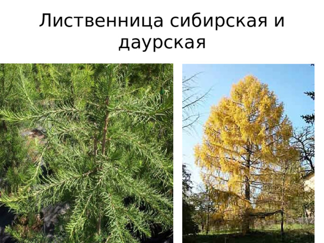 Лиственница сибирская и даурская 