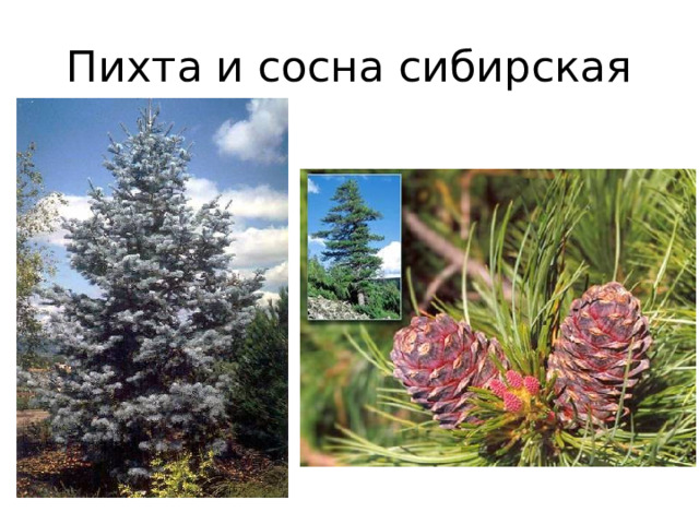 Пихта и сосна сибирская 