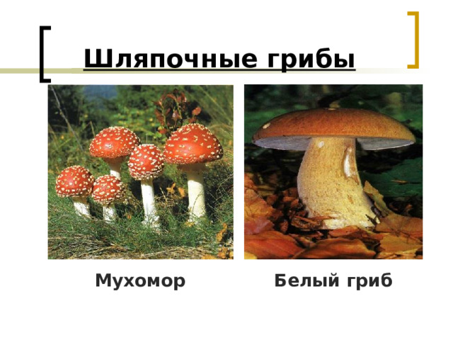 Шляпочные грибы  Мухомор Белый гриб 