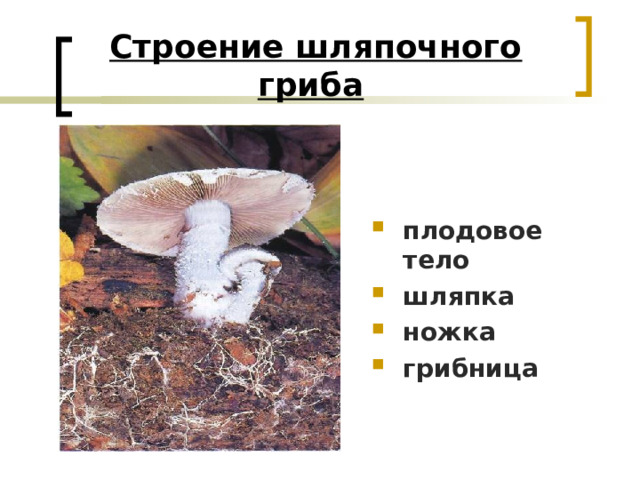 Строение шляпочного гриба  плодовое тело шляпка ножка грибница 
