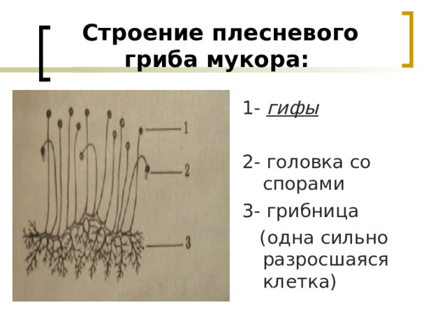 Строение плесневого гриба мукора:  1- гифы  2- головка со спорами 3- грибница  (одна сильно разросшаяся клетка) 