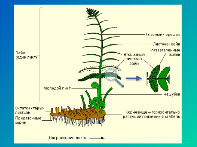 Вайи папоротника рисунок