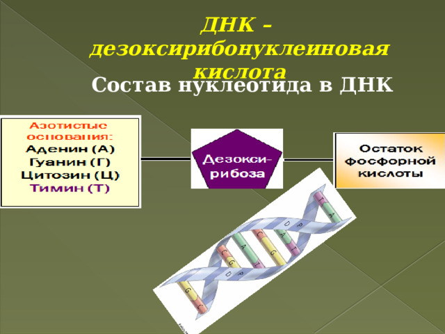 ДНК –  дезоксирибонуклеиновая  кислота Состав нуклеотида в ДНК 