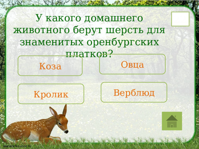 У какого домашнего животного берут шерсть для знаменитых оренбургских платков? 22 Овца Коза Верблюд Кролик 