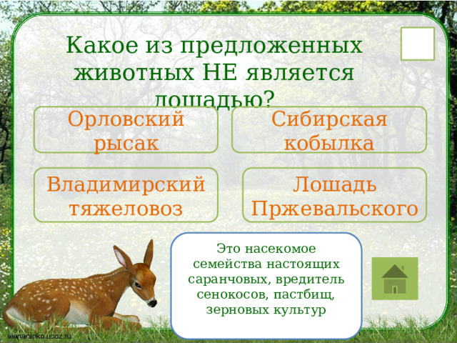 Какое из предложенных животных НЕ является лошадью? 7 Орловский рысак Сибирская кобылка Владимирский тяжеловоз Лошадь Пржевальского Это насекомое семейства настоящих саранчовых, вредитель сенокосов, пастбищ, зерновых культур 