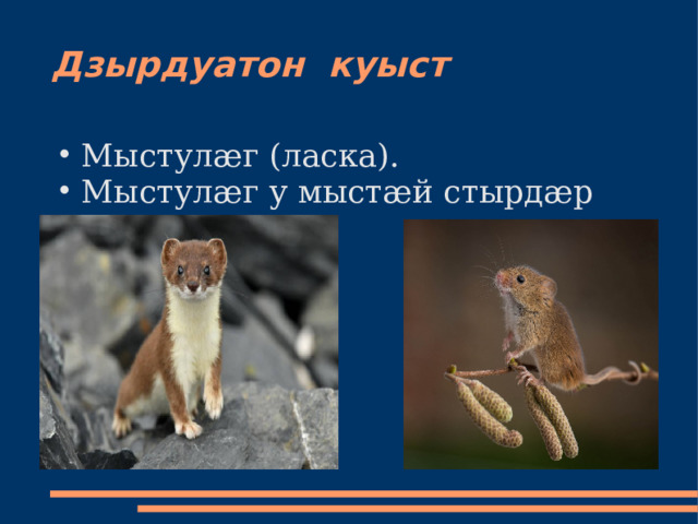 Дзырдуатон куыст Мыстулæг (ласка). Мыстулæг у мыстæй стырдæр цæрæгой. 