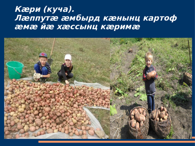 Кæри (куча).  Лæппутæ æмбырд кæнынц картоф æмæ йæ хæссынц кæримæ 