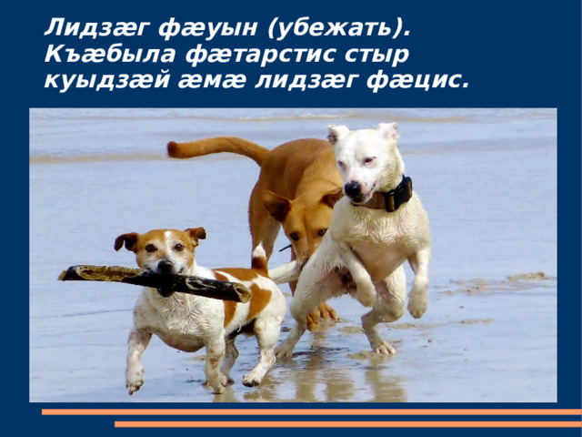 Лидзæг фæуын (убежать).  Къæбыла фæтарстис стыр куыдзæй æмæ лидзæг фæцис. 
