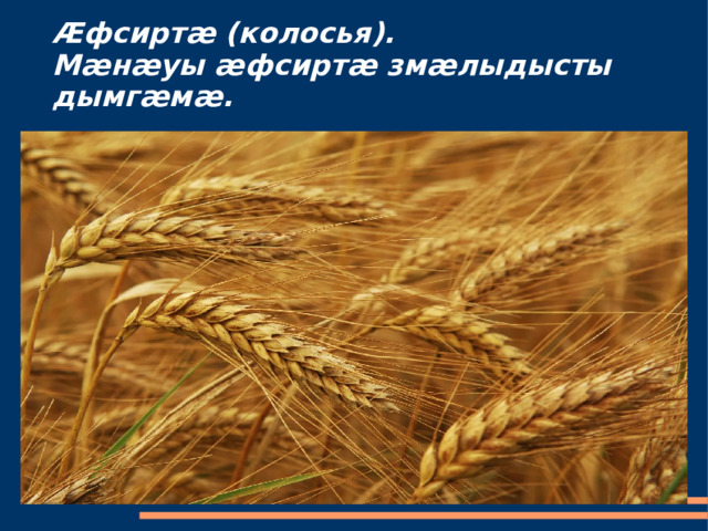 Æфсиртæ (колосья).  Мæнæуы æфсиртæ змæлыдысты дымгæмæ. 
